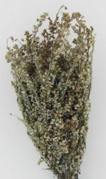 Beifuß, getrocknet, 1 Stück Streubel